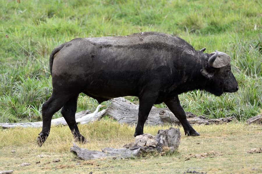 3-day 2-night safari from Dar-es-Salaam to Mikumi with lunch - Key points at a glance