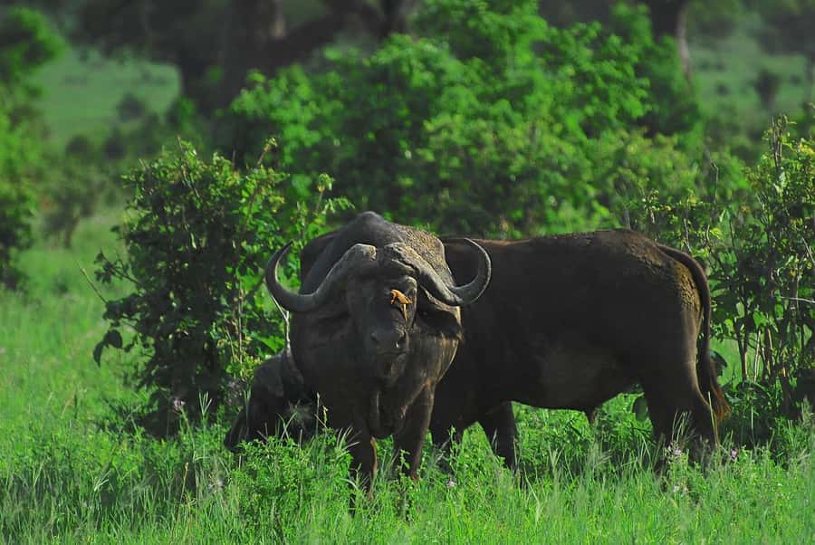 3-day 2-night safari from Dar-es-Salaam to Mikumi with lunch - Why this short Mikumi safari works