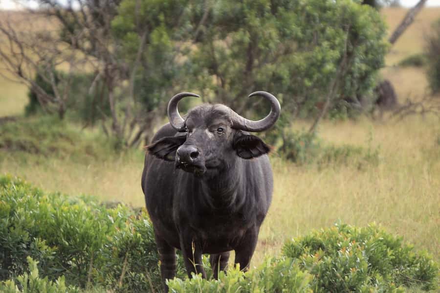 3-day 2-night safari from Dar-es-Salaam to Mikumi with lunch - What the animal viewing is really like