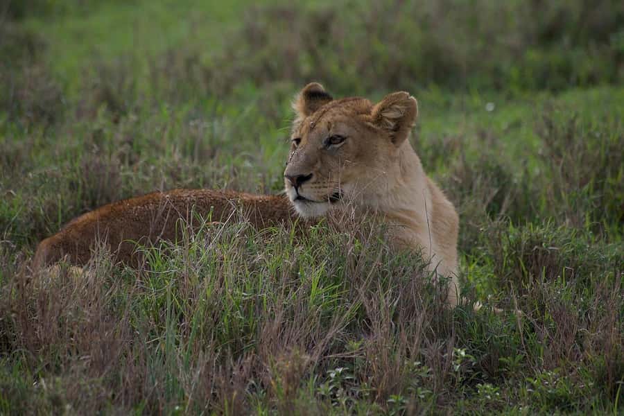3-day 2-night safari from Dar-es-Salaam to Mikumi with lunch - Transport, accommodation, and private group value