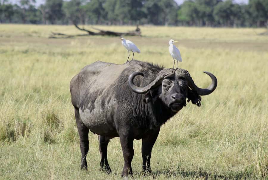 3-day 2-night safari from Dar-es-Salaam to Mikumi with lunch - What the $450 price includes