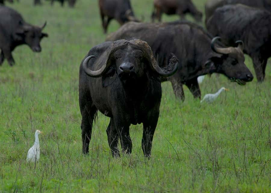 3-day 2-night safari from Dar-es-Salaam to Mikumi with lunch - Who should choose this safari