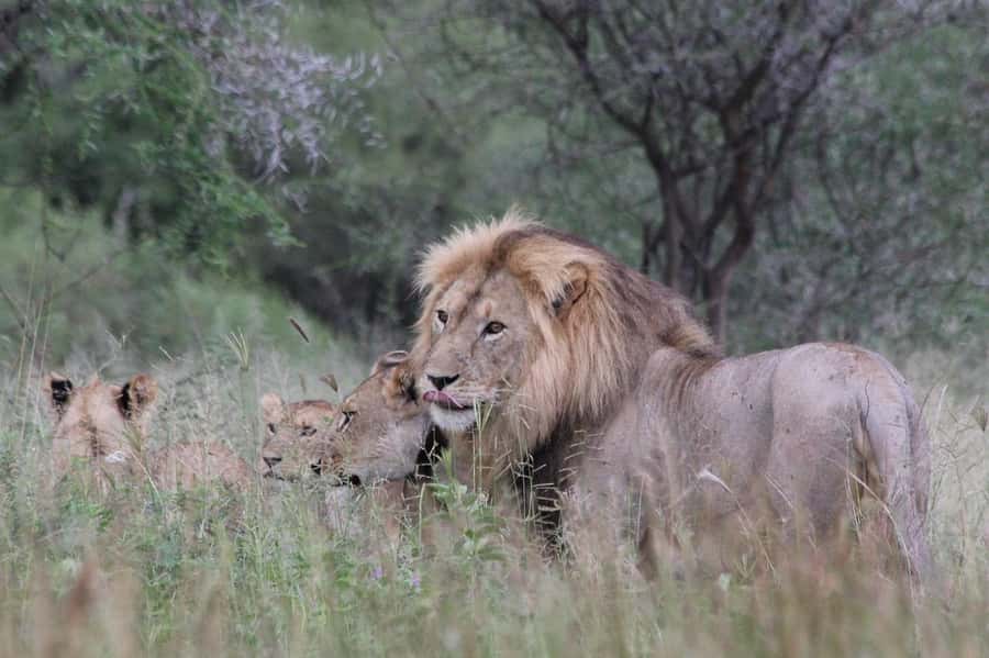3-day 2-night safari from Dar-es-Salaam to Mikumi with lunch - Day one: Dar es Salaam to Mikumi by luxury van