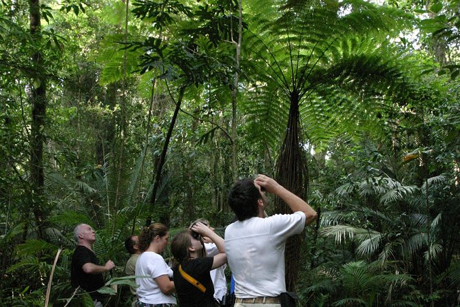 Atherton Tablelands Rain Forest by Night from Cairns - Key points at a glance