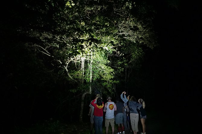 Atherton Tablelands Rain Forest by Night from Cairns - Four hours in the Atherton Tablelands