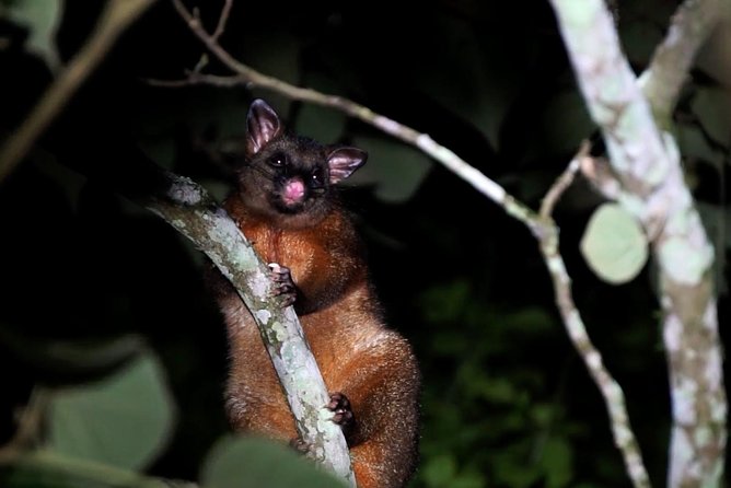 Atherton Tablelands Rain Forest by Night from Cairns - What is included for $157.79