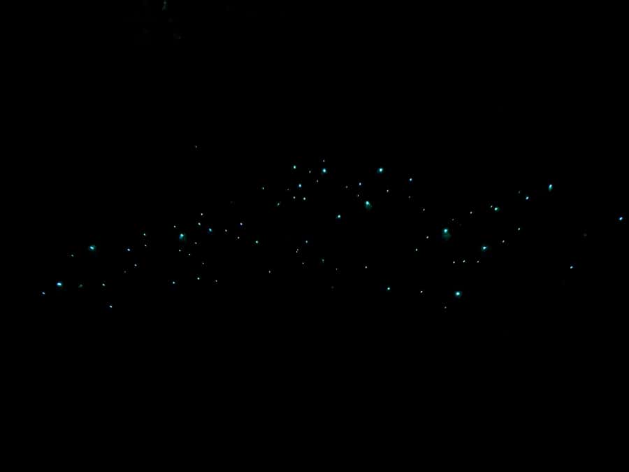 Auckland: Inner-City Glowworm Experience in Ancient Volcano - Following the 1.3-kilometre volcanic path