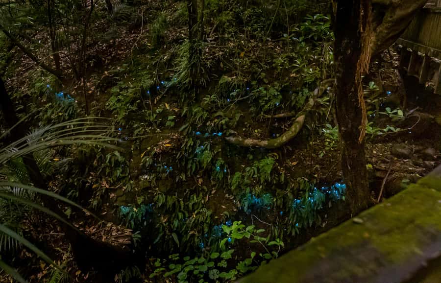 Auckland: Inner-City Glowworm Experience in Ancient Volcano - What the guides add to the hour