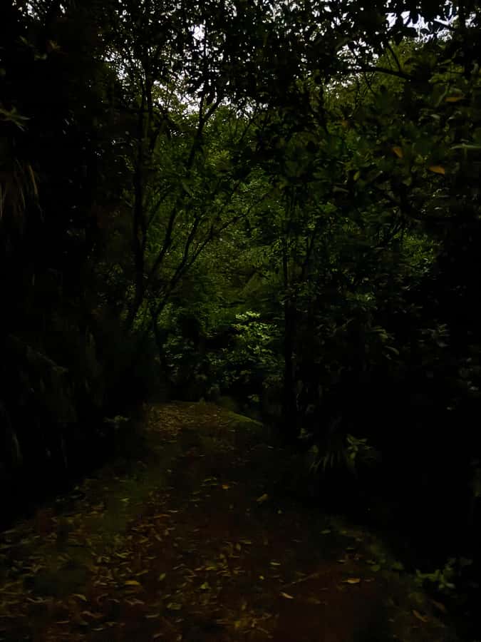 Auckland: Inner-City Glowworm Experience in Ancient Volcano - Price, time, and overall value