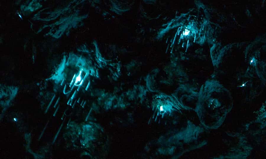 Auckland: Inner-City Glowworm Experience in Ancient Volcano - Meeting at Wintergarden Cafe