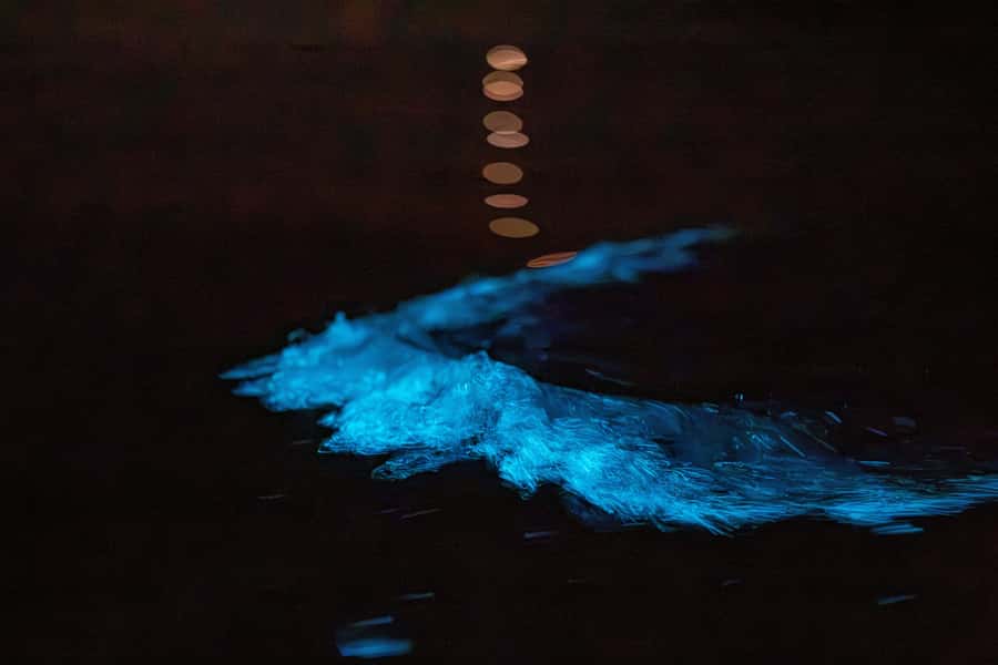 Auckland: Night Kayak Tour in Glowing Bioluminescent Waters - Why the glowing water is the real attraction
