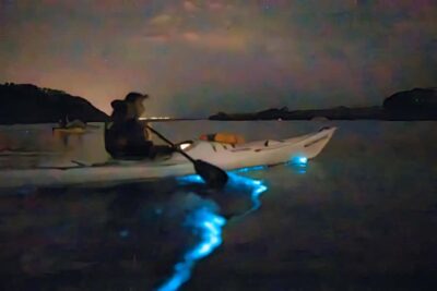 Auckland: Night Kayak Tour in Glowing Bioluminescent Waters