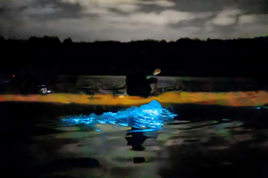 Auckland: Night Kayak Tour in Glowing Bioluminescent Waters - Guides who explain the science without spoiling the mood