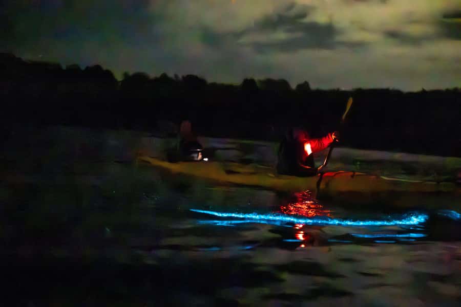 Auckland: Night Kayak Tour in Glowing Bioluminescent Waters - Is $56 good value?