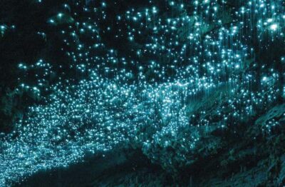 Auckland: Spellbound Glowworm Caves Explorer Tour