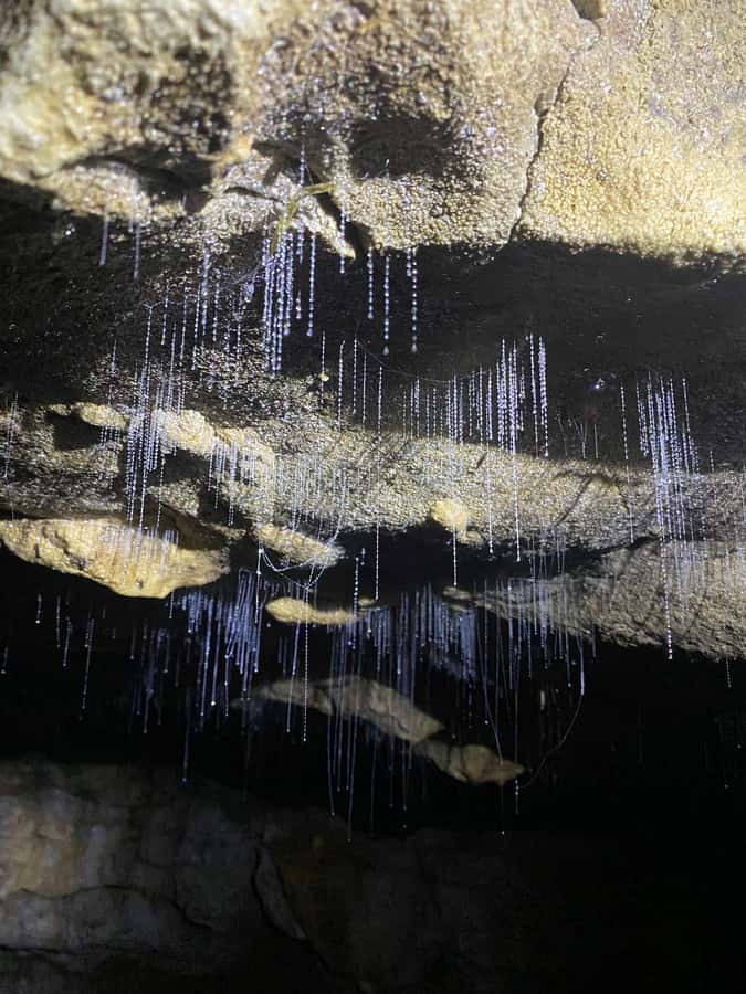 Auckland: Spellbound Glowworm Caves Explorer Tour - Otorohanga gives you a useful midday pause