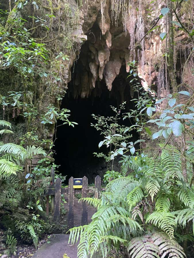 Auckland: Spellbound Glowworm Caves Explorer Tour - How the $194 price works out