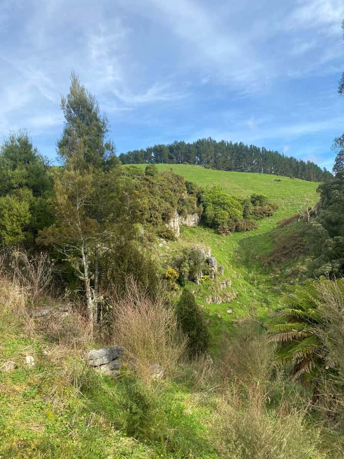 Auckland: Spellbound Glowworm Caves Explorer Tour - The best guides make the road time easier