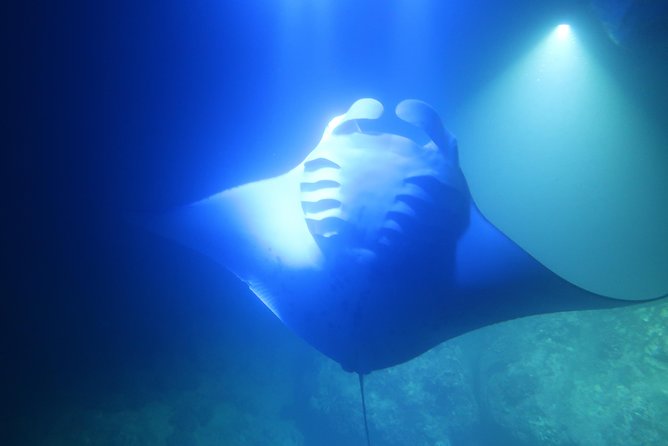 Big Island: Kona Manta Ray Snorkel Tour in Keauhou Harbor - What the one-hour-thirty-minute schedule really means