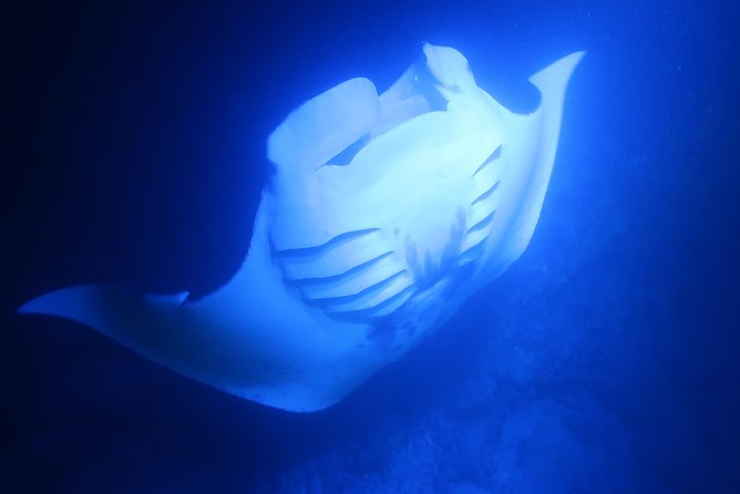 Big Island: Kona Manta Ray Snorkel Tour in Keauhou Harbor - The biggest caution: schedule changes