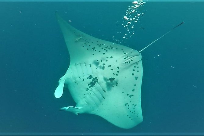 Big Island: Kona Manta Ray Snorkel Tour in Keauhou Harbor - Safety, swimming ability, and comfort