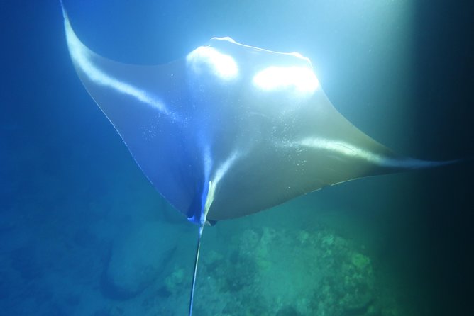 Big Island: Kona Manta Ray Snorkel Tour in Keauhou Harbor - How to make the most of the evening