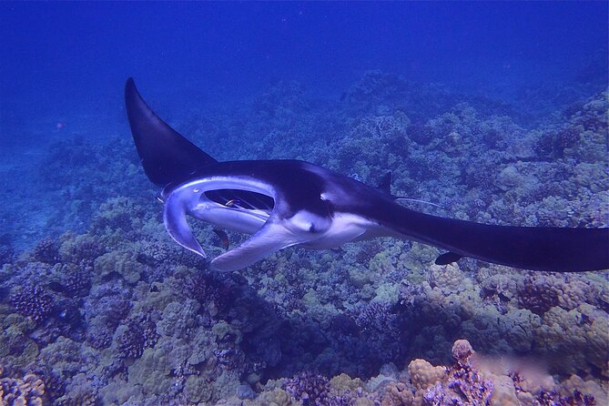 Big Island Manta Ray Night Snorkel - What happens at the viewing site