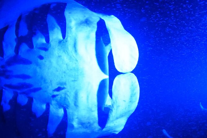 Big Island: Manta Ray Night Snorkeling Adventure in Kailua-Kona - Entering the water and finding your place at the raft