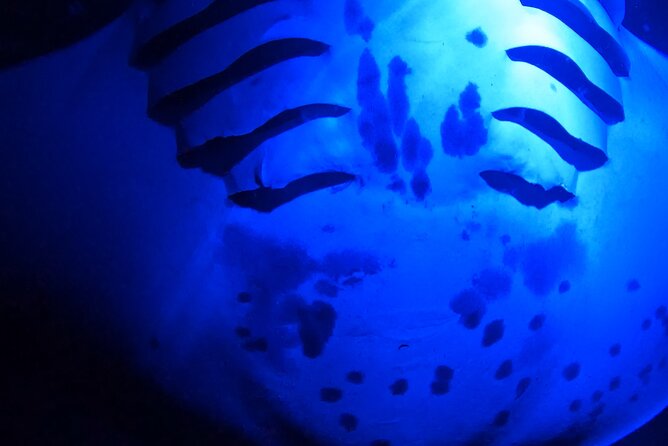 Big Island: Manta Ray Night Snorkeling Adventure in Kailua-Kona - What the manta viewing is really like
