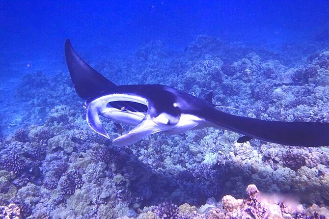 Big Island: Manta Ray Night Snorkeling Adventure in Kailua-Kona - Crew support, safety, and the limits of the setup