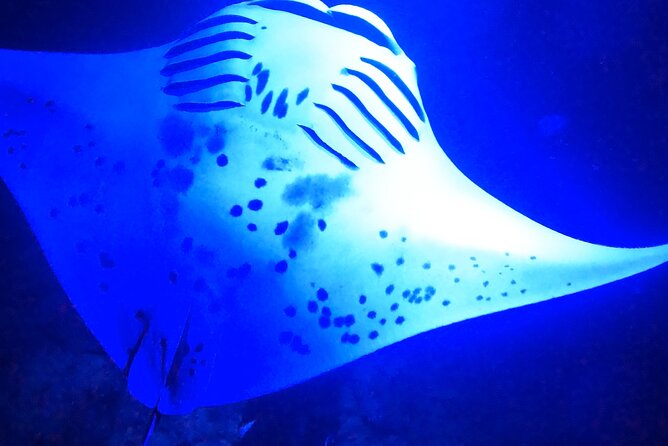 Big Island: Manta Ray Night Snorkeling Adventure in Kailua-Kona - Snacks, drinks, and the ride back to Kona