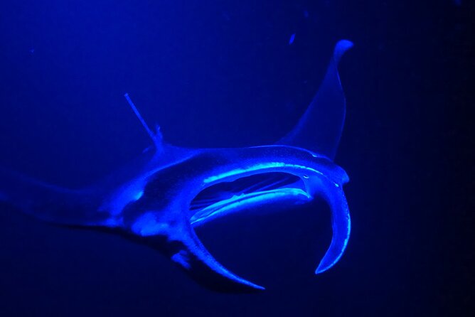 Big Island: Manta Ray Night Snorkeling Adventure in Kailua-Kona - Is $75 a good value?