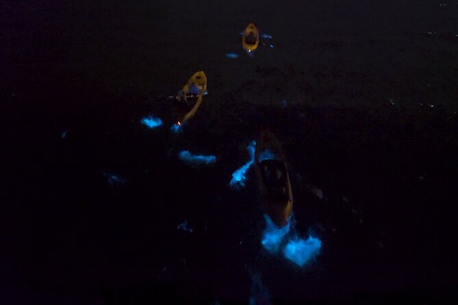 Bioluminescence Kayak Tour - The winter show: comb jellies from late November to April