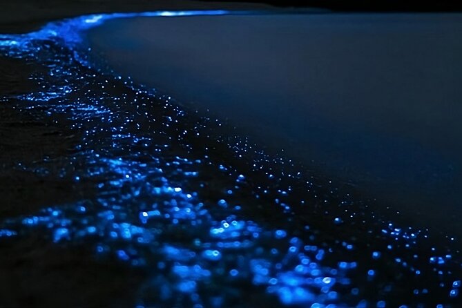 Bioluminescence Kayak Tour - Est. 1994 - Blue sparks on Auckland’s northern coast