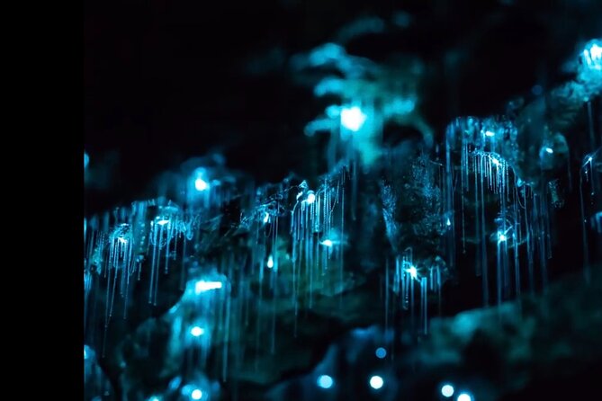 Blue Mountains Hiking Glow worms Cave Wildlife Spotlighting Night Adventure - Key points at a glance