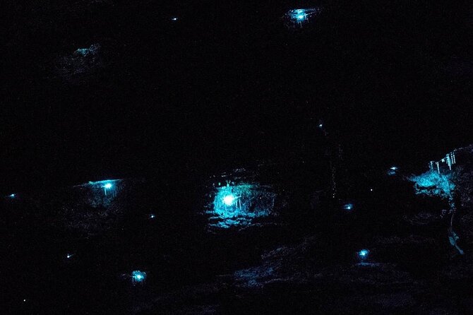 Blue Mountains Hiking Glow worms Cave Wildlife Spotlighting Night Adventure - Why see the Blue Mountains after dark?