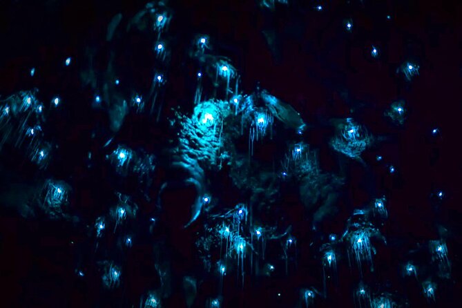 Blue Mountains Hiking Glow worms Cave Wildlife Spotlighting Night Adventure - Is the $132.69 price fair?