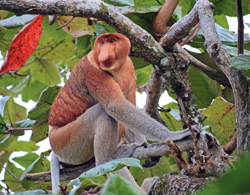 Bongawan River Cruise: Proboscis Monkey & Fireflies Mangrove - Fireflies along the riverbanks