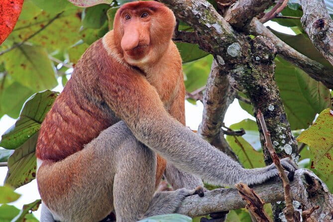 Bongawan River Cruise Proboscis Monkey, SkyMirror, Fireflies - Key points to know before you go