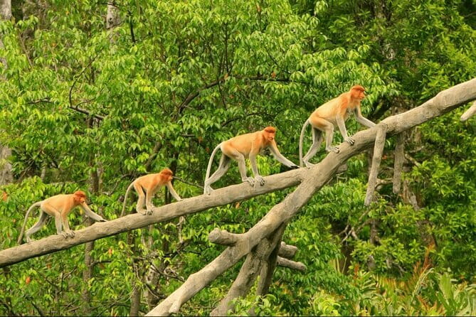 Bongawan River Cruise Proboscis Monkey, SkyMirror, Fireflies - Dinner with local Sabah flavor