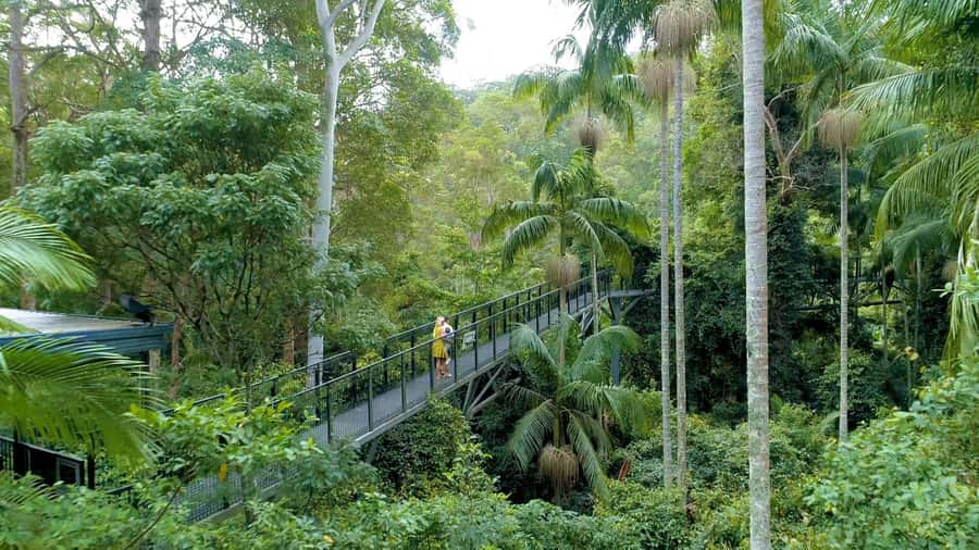Brisbane: Daytime Glow Worm Caves Hop-on Hop-off Bus Tour - A smart way to see Tamborine Mountain without a car