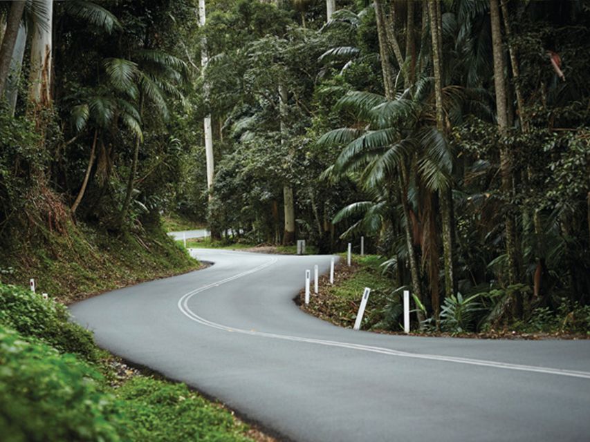 Brisbane: Daytime Glow Worm Caves Hop-on Hop-off Bus Tour - Who should book this Tamborine Mountain day?