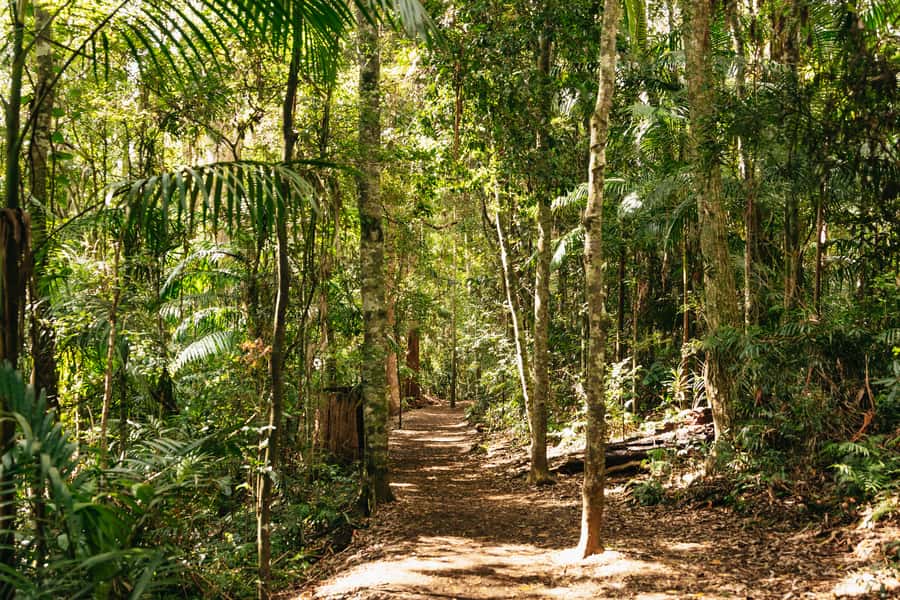 Brisbane: Rainforests, Waterfalls and Glow Worm Cave Tour - Hang Glider Lookout and Tamborine views