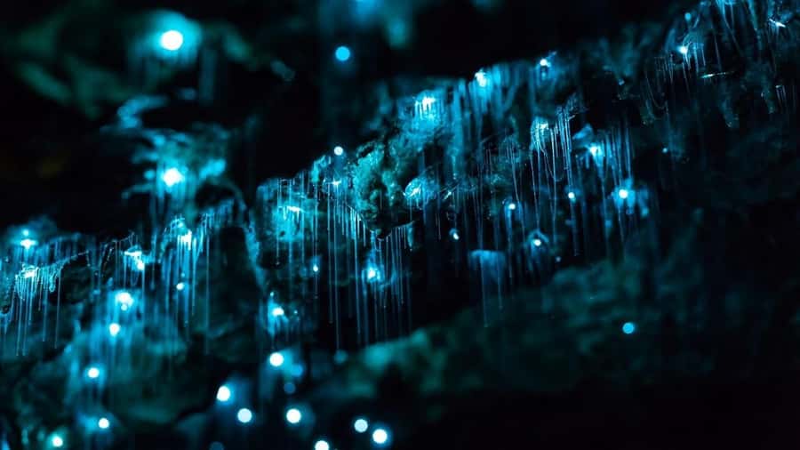 Byron Bay: Glowworms, Waterfalls & Rainforest Experience - Why the glowworm walk is worth the late finish
