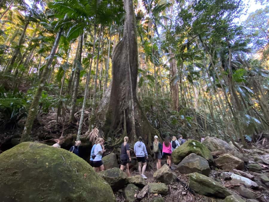 Byron Bay: Glowworms, Waterfalls & Rainforest Experience - Is the $91 price good value?