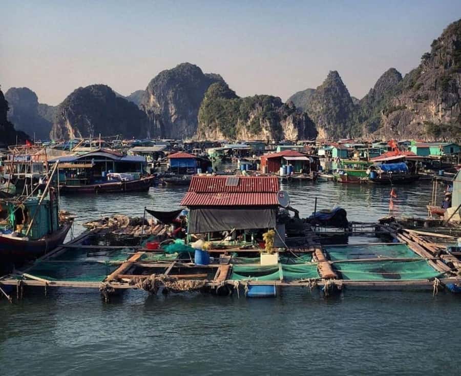 Cat Ba : Lan Ha Bay Bioluminescent Plankton Kayak Boat Tour - Sunset swimming and the 12-meter jump