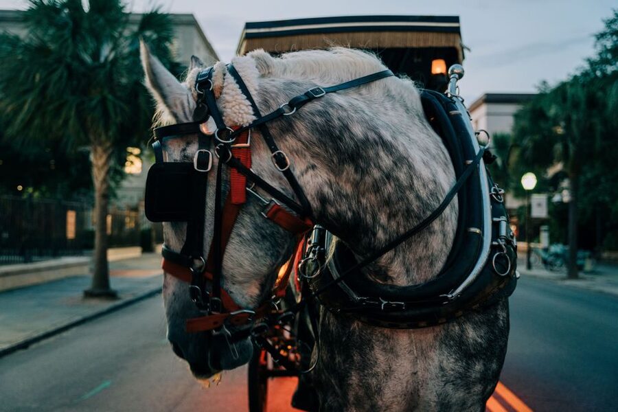 Charleston: Haunted Carriage Evening Tour - Starting at Old South Carriage Company