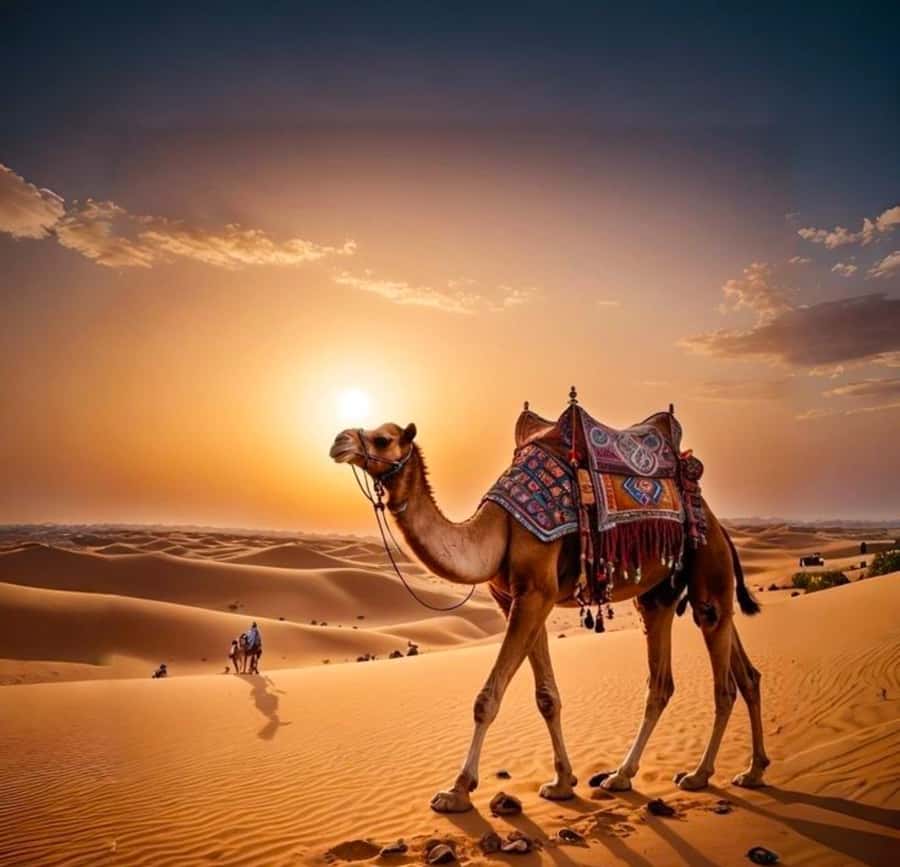 Doha: Nighttime Desert Safari with Dune Bashing & Camel Ride - Sealine Beach and the first taste of desert life