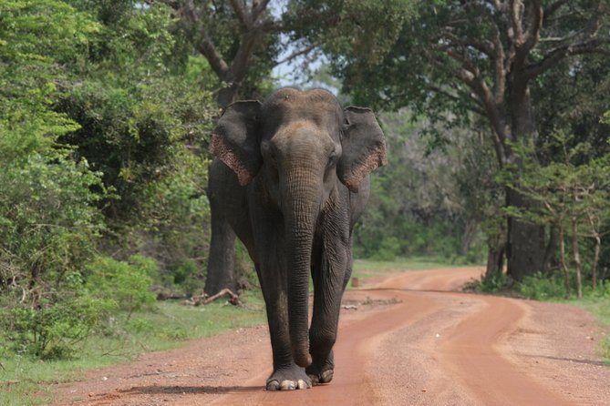 Evening Safari - Yala National Park with Janaka safari - 02.00 pm to 06.30 pm - Why the leopard is Yala’s main attraction