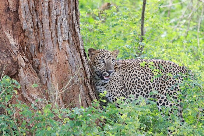 Evening Safari - Yala National Park with Janaka safari - 02.00 pm to 06.30 pm - What the 2:00 pm departure means for you